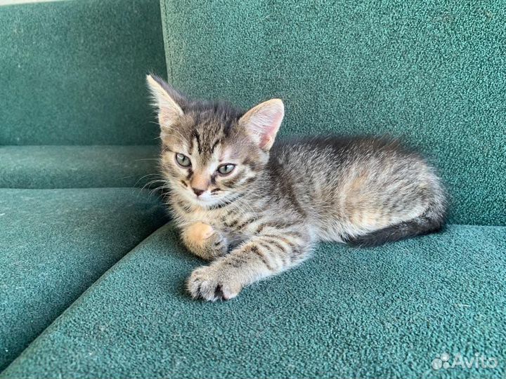 Котята в добрые руки бесплатно