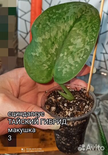 Эпипренумы Silver Splash, Golden Leaf