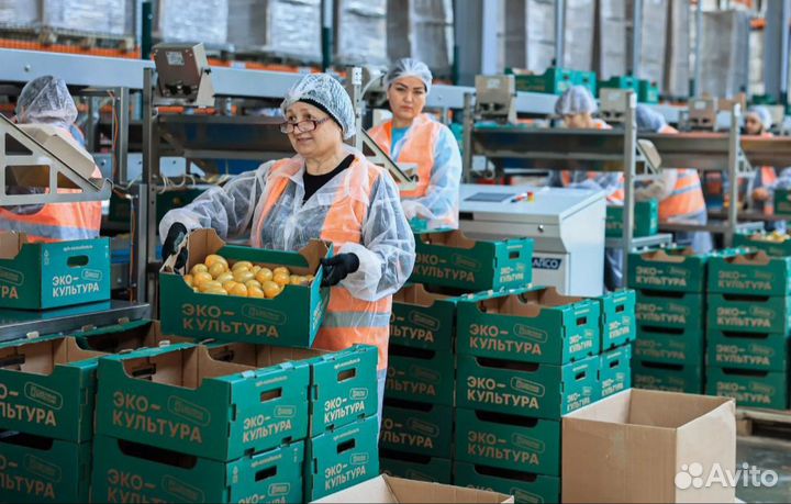 Вахта с проживанием в Москве-Калибровщик помидоров