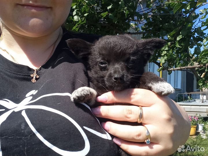 Щенок в добрые руки бесплатно маленькая порода