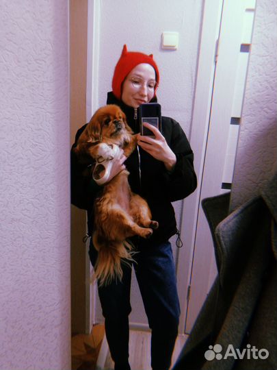 Домашняя передержка животных, догситтер, зооняня