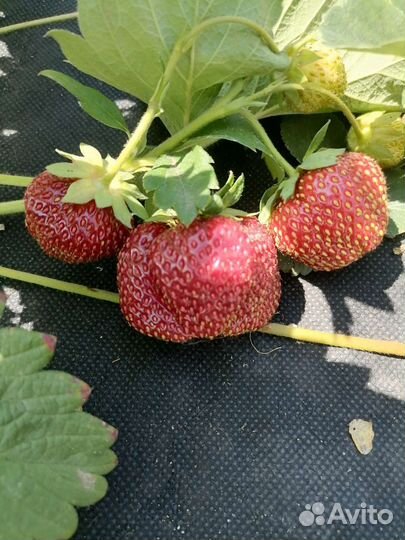 Рассада клубники