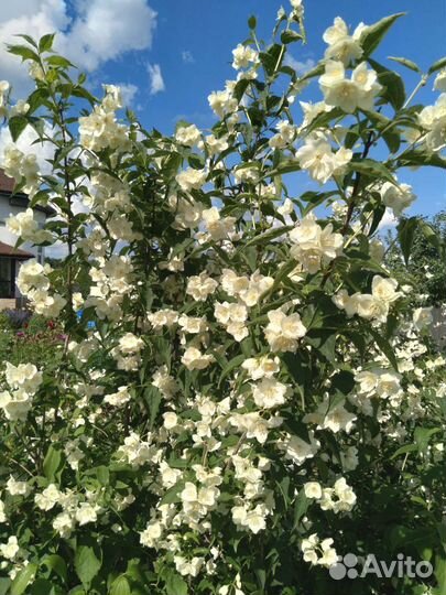 Кустарники декоративные саженцы