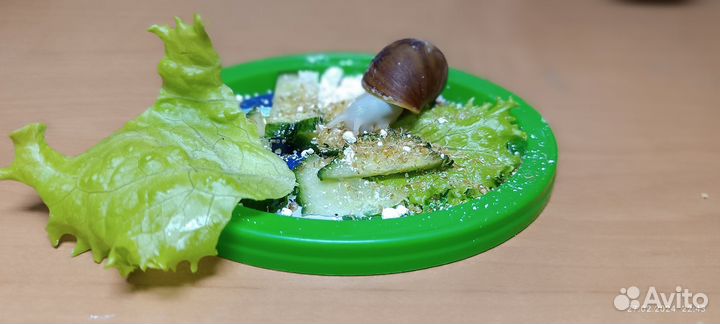 Улитки архахатины