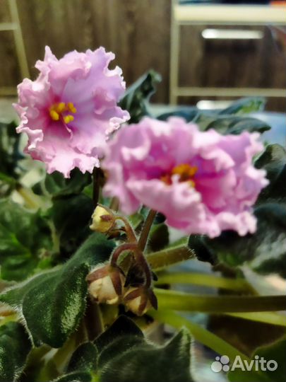 Фиалка, укоренённые листы