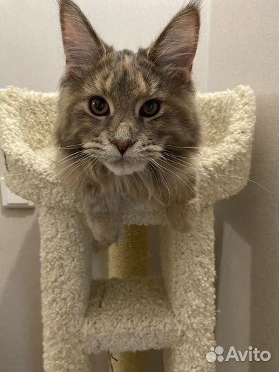 Котенок мейн кун
