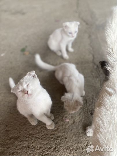 Котята в добрые руки бесплатно