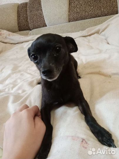 Той-терьер щенки