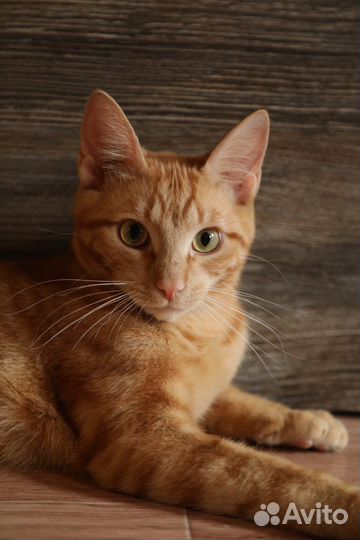 Рыжий котенок в добрые руки