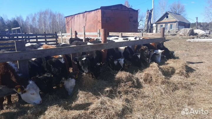 Навоз от Коров 1000 мешков