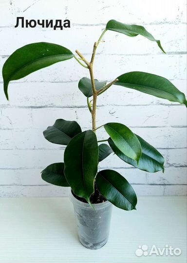 Фикусы сортовые укорененные