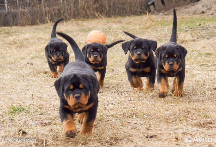Щенки ротвейлера