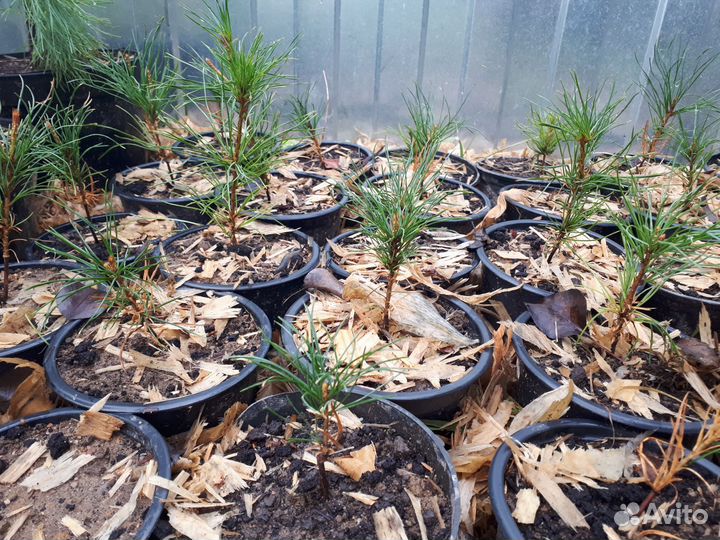 Кедр корейский