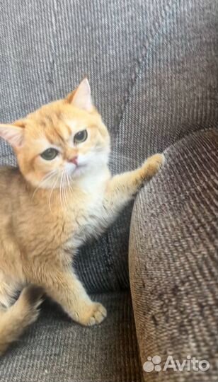Британская золотая шиншилла взрослый кот