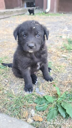 Щенки ищут дом