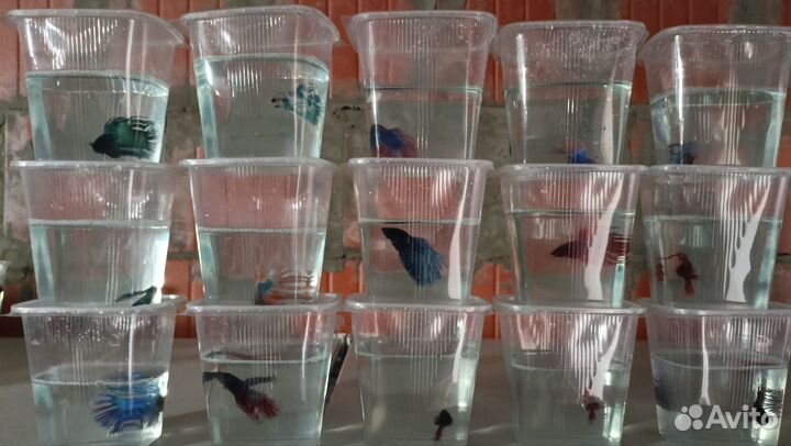 Рыбка петушок