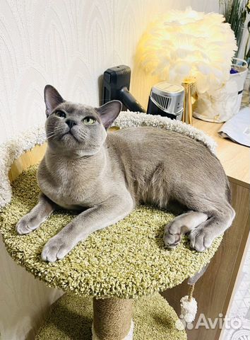 Вязка бурманский кот объявление продам