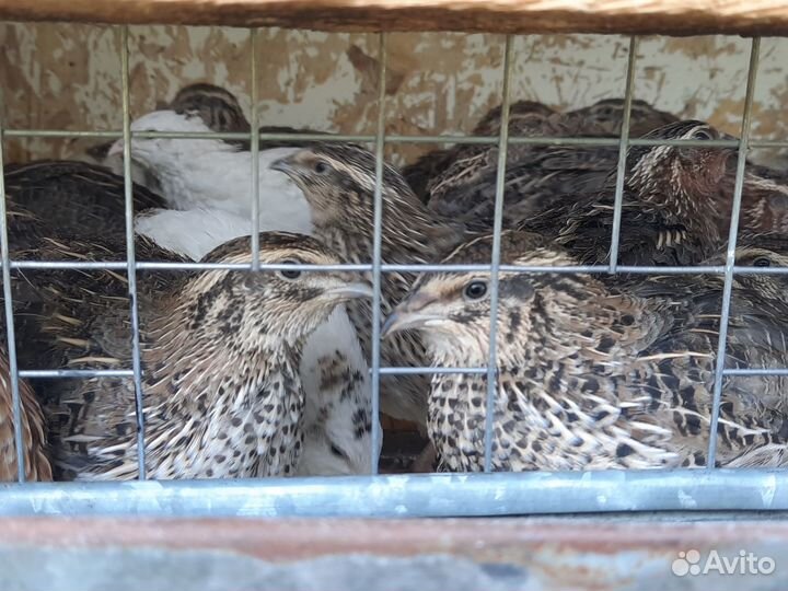 Помёт перепелиный