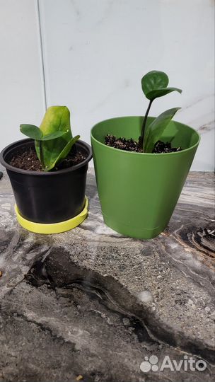 Замиокулькас