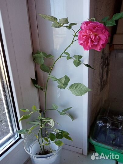 Розы комнатные