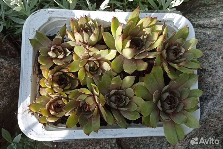 Молодило каменная роза