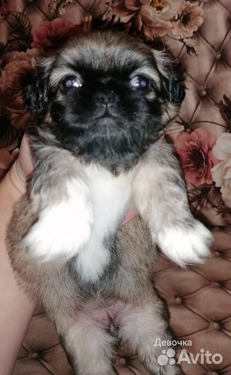 Щенки пекинеса