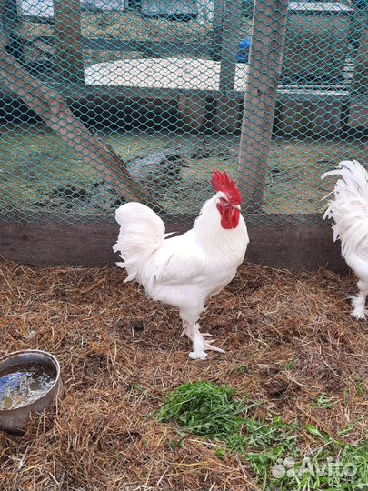 Петух маран белый