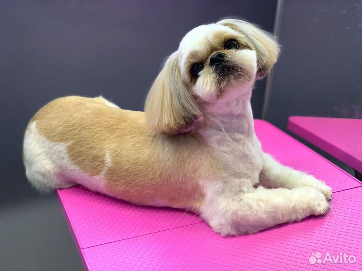 Стрижка/груминг собак мелких пород