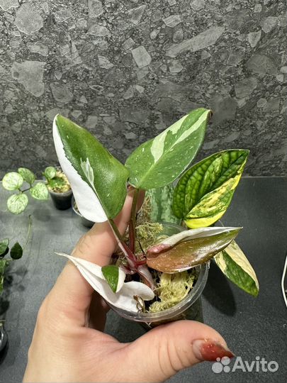 Монстера карстениум вариегатная