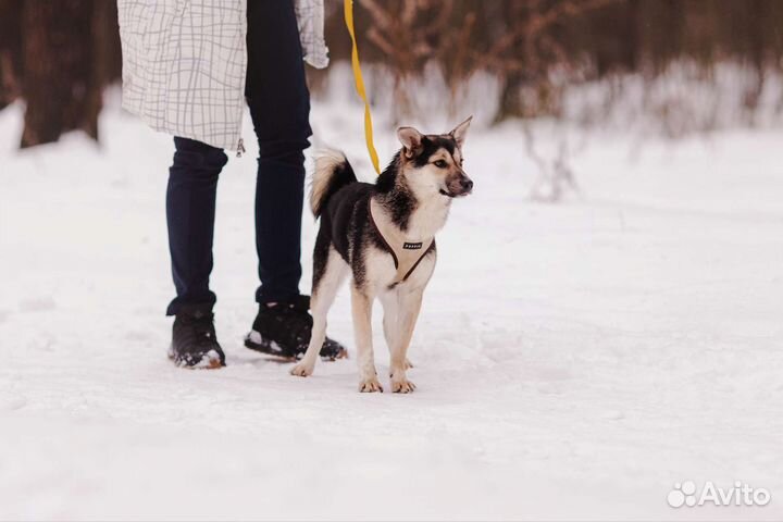 Молодые собаки небольшие