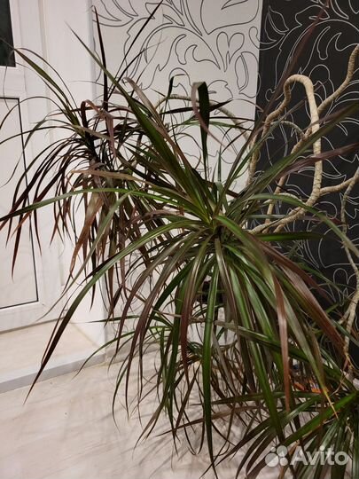 Пальма драцена бощьшая