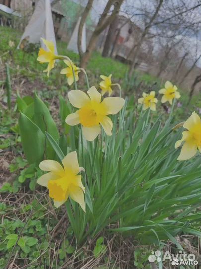 Луковицы нарциссов