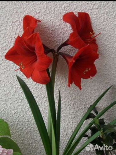 Гиппиаструм,Амариллис,Лилия детки