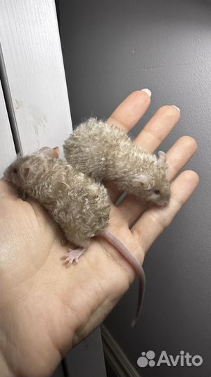 Мышки декоративные тексель и сатин