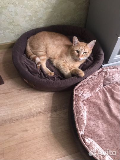 Котик ищет дом