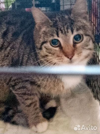 Воробушкина