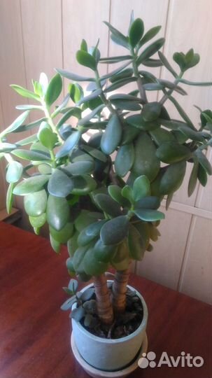 Денежное дерево