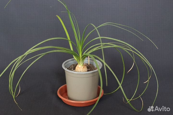 Цветок Нолина