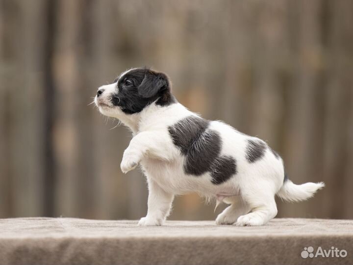 Итальянского происхождения Джек Рассел щенки
