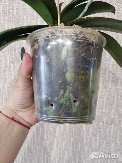 Орхидея фаленопсис бабочка