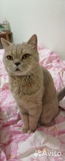 Британская кошка