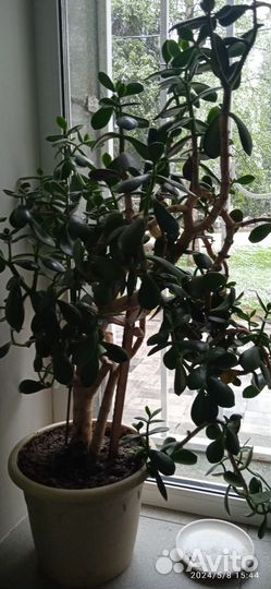 Хойя, денежное дерево, эпифиллум