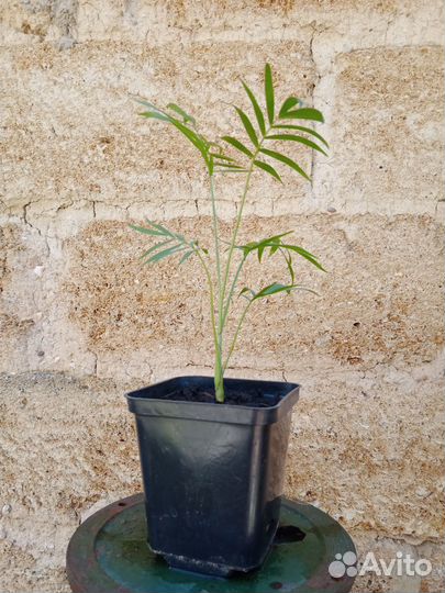 Хамедорея изящная / Chamaedorea elegans