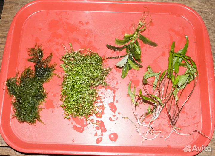 Растения продам