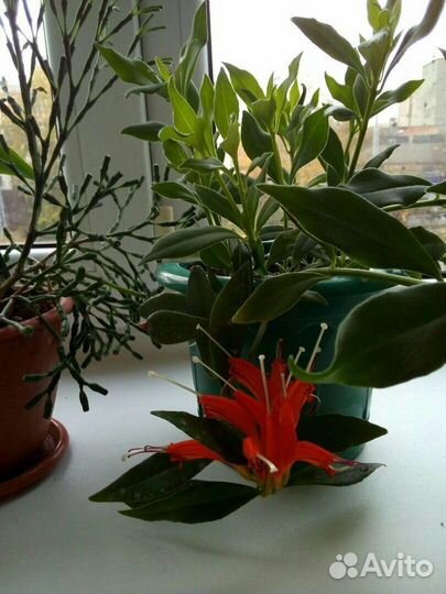 Эсхинантус