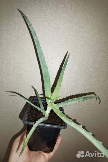 Комнатные цветы алоэ