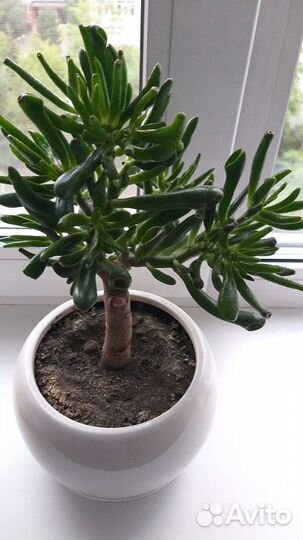 Толстянка Крассула хоббит