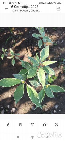 Дерен. Молодые кустики