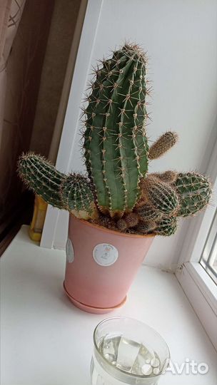 Шикарный Кактус