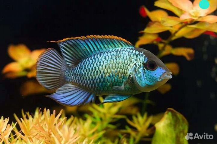 Малек Наннакара неоновая